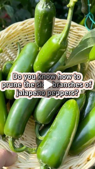 GardensMania on Instagram: "Do you know how to prune jalapeño pepper plants #garden #gardening #gardeningtips #pruning #planting #farming #jalapeño #pepper" Peppers Garden, Growing Jalapenos, Jalapeno Plant, Gardening Planting, Jalapeno Peppers, Pepper Plants, Gardening 101, Plants Garden, Stuffed Jalapeno Peppers