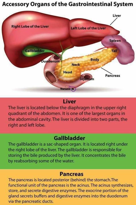 Gastrointestinal Nursing, Human Digestive System, Human Body Facts, Gastrointestinal System, Basic Anatomy And Physiology, Nursing Schools, Nursing School Survival, Human Body Anatomy, Nursing School Studying