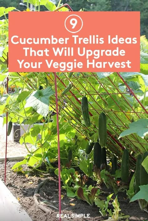 Cucumber Garden Bed, Cucumber Trellis Ideas Diy, Cucumber Vines Trellis, Cucumbers On Trellis, Inexpensive Trellis Ideas, Cucumber Garden Trellis Diy, Vertical Cucumber Gardening, Cucumber Growing Ideas, Hanging Cucumber Plants