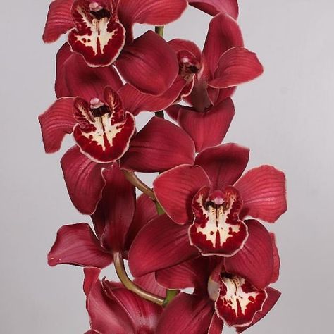 June Flowers, Tropical Orchid, Flower Arrangements Wedding, Dutch Flowers, Cymbidium Orchid, Red Wedding Theme, Red Orchids, Orchid Color, Dendrobium Orchids