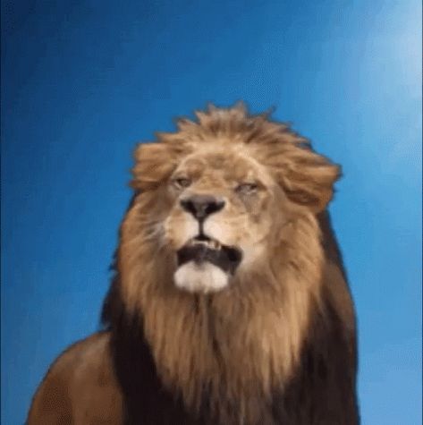 Lion Gif, Shaking Gif, Lion King Video, Lion Roar, Il Re Leone, Lion Love, Beautiful Night Images, Roaring Lion, King Of The Jungle