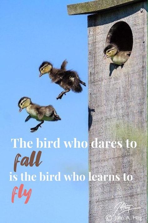 positve quotes Quotes For Birds, Songbird Quotes, Birds Chirping Quotes, Bird Learning To Fly, Birds Quotes Flying, Bird Watching Quotes, Bird Quotes Inspirational Short, Love Birds Quotes, Quotes About Birds Inspirational