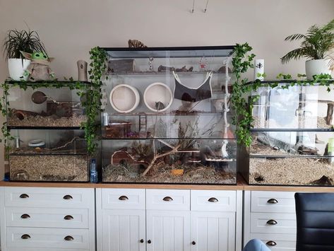 Mice Enclosure Ideas, Mice Enclosure, Fancy Hamster, Mouse Habitat, Hamster Room, Mouse Enclosure, Russian Hamster, Hedgehog Habitat, Cool Hamster Cages