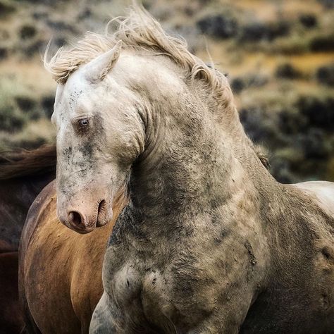 Kisa Kavass on Instagram: “The Wyoming wild stallions are amazing. They need to be allowed to remain free so that we can experience the beauty of these wild herds.…” Wallpaper Iphone Horse, Horseshoe Aesthetic, Horse Aesthetic Wallpaper, Wallpaper Horse Aesthetic, Wallpaper Horses, Wallpaper Horse, Horses Aesthetic, Aesthetic Horse, Horse Background