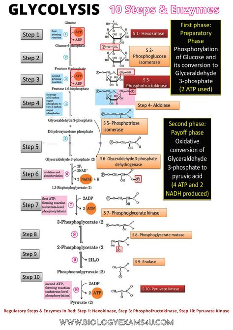 Glycolysis Poster Glycolysis Notes, Glycolysis Cycle, Biochem Notes, Ap Biology Notes, Biology Videos, Notes Biology, Biochemistry Notes, Neet Notes, General Biology