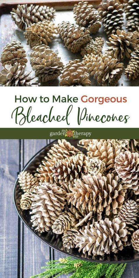 Bleached Pinecones, Bleach Pinecones, Pine Cone Christmas Decorations, Gardening Crafts, Pinecone Crafts Christmas, Christmas Candles Diy, Painted Pinecones, Pine Cone Art, Diy Pinecone