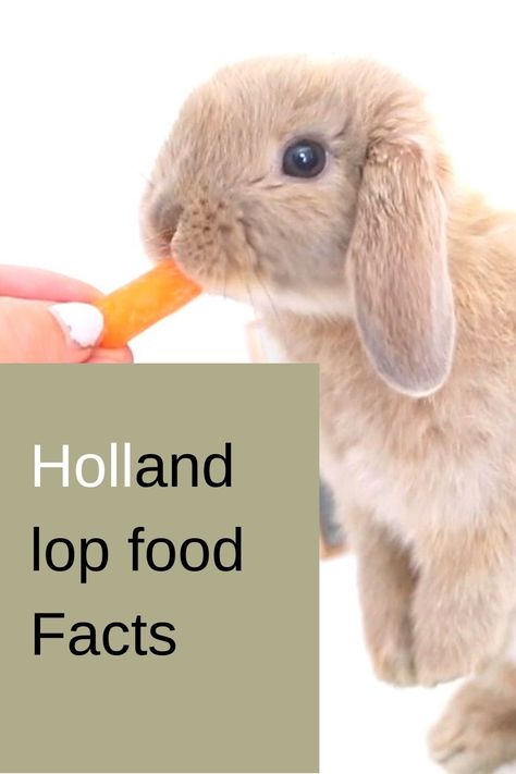 Best 10 Holland lop food Facts Holland Lop Bunnies Videos, Holland Lops Bunnies, Holland Lop Bunnies Care, Rabbit Knowledge, Holland Lop Rabbit, Holland Lop Bunny, Rabbit Information, Lop Bunnies, Holland Lop Bunnies