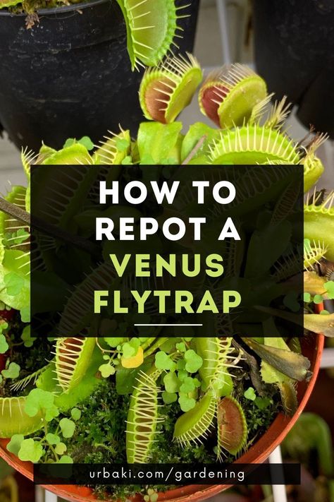 Venus Fly Trap Care Terrariums, Venus Fly Trap Care Indoors, Diy Venus Fly Trap, Venus Flytrap Terrarium, Venus Flytrap Care, Flytrap Plant, Bog Gardens, Menomonee Falls Wisconsin, Venus Fly Trap Terrarium