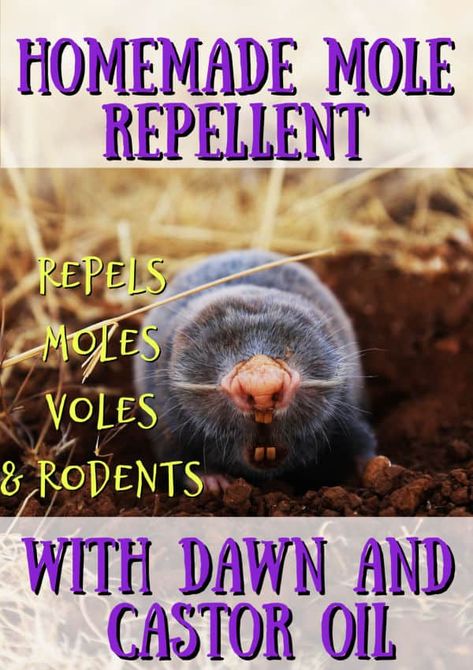 How to Get Rid of Ground Moles with Dawn Soap - Crafty Little Gnome Mole Removal Yard, Moles In Yard, Get Rid Of Groundhogs, Getting Rid Of Gophers, Mole Holes, Mole Repellent, Dawn Soap, Get Rid Of Spiders, Rodent Repellent