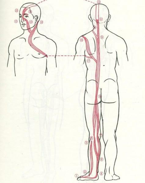 Meridian Acupuncture, Acupuncture Points Chart, Gastrocnemius Muscle, Polarity Therapy, Dry Needling, Spine Health, Acupuncture Points, Qi Gong, Trigger Points