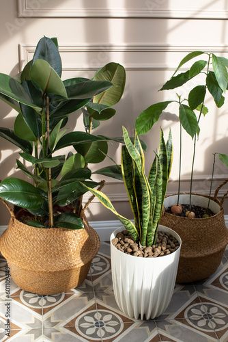 Stock Image: House plants in rattan pots. Ficus. Living Room Plant Ideas, Decorate With Plants Indoors, Italian Plants, House Plants For Beginners, Decorate With Plants, Plant Parenting, Plants For Beginners, Fresh Living Room, Easy Care Houseplants