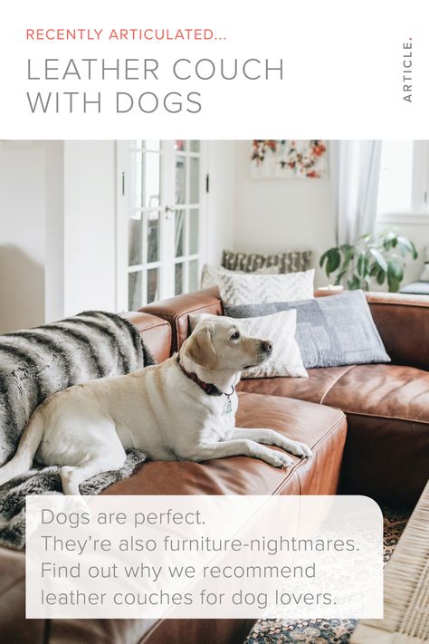 Dog Proof Couch Sofas, Dog Friendly Couch Sofas, Dog Proof Couch, Dog Friendly Sectional Sofa, Protect Couch From Dog, Leather Couch Covers Ideas, Covers For Leather Couches, Dog Friendly Couches Living Room, Pet Proof Couch