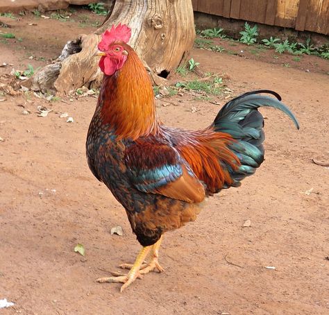 Free photo: Birds, Cock, Chicken, Farm, Poultry - Free Image on Pixabay - 1560185 House Chicken, Chicken Images, Dove Pictures, Horse Feed, Hen Chicken, Chicken Feed, Poultry Farm, Chickens And Roosters, Certificate Design