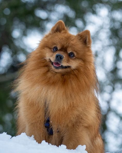 German Spitz Dog, Dog Goals, Spitz Pomeranian, German Spitz, Akc Breeds, Spitz Dogs, Pet Photos, Animal References, Dog Boarding