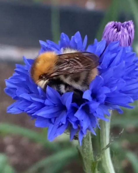 The Happy Gardening Life™ 🌞 on Instagram: “Look at this sweet little bee sleeping on her little flower bed 💙🌸☺ Happy Spring everyone! 💛 . Thanks for sharing this cute video…” Bumble Bee Sleeping In Flower, Bees Sleeping In Flowers, Bee Sleeping In Flower, Cute Video, Animal Drawing, Thanks For Sharing, Instagram Look, Happy Spring, Flower Bed