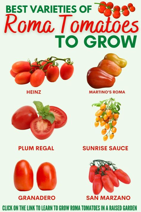 HOW TO GROW ROMA TOMATOES IN A RAISED BED? – Bed Gardening Raised Tomato Beds, Grow Roma Tomatoes, Growing Roma Tomatoes, Gardening Infographic, Cedar Raised Garden Beds, Types Of Tomatoes, Vegetable Garden Tips, Bucket Gardening, Grow Tomatoes