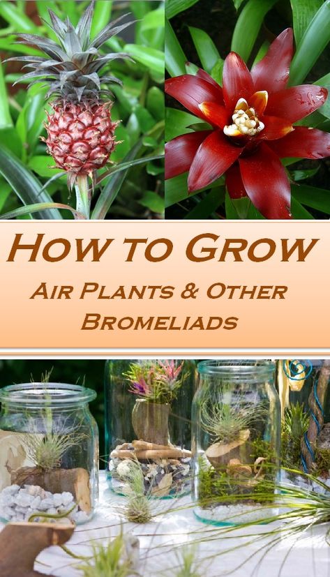 Learn how to grow pineapple, air plants, and other bromeliads. #airplants, #bromeliads, #pineapple Growing Bromeliads Indoors, Bromeliad Garden Ideas, Hawaii Landscaping, Bromeliad Terrarium, Bromeliad Indoor, Grow Pineapple, Pineapple Bromeliad Care, Bromeliads Garden, Bromeliads Landscaping