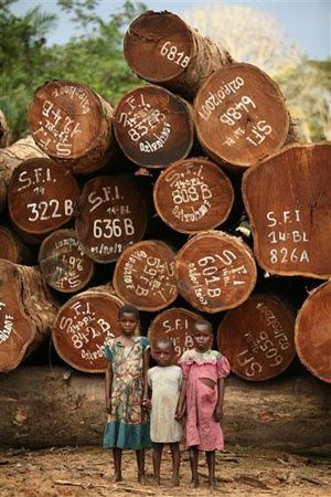 The vanishing rainforest of the Congo basin Deforestation Art, Congo Rainforest, Tree Lady, Congo Basin, Forest Project, Social Activism, Tread Lightly, Democratic Republic Of The Congo, Ancient Forest