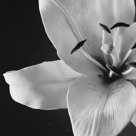 Theme Pictures, Tone Control, Black And White Flowers, Gray Aesthetic, Black And White Aesthetic, Black N White, White Aesthetic, New Instagram, Still Life Photography