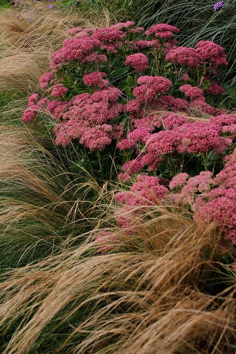 Costal Garden Design, Flowers To Plant In Fall, Sedum Matrona, Centranthus Ruber, Sedum Plant, Prairie Garden, Dry Garden, Grasses Garden, Plant Combinations