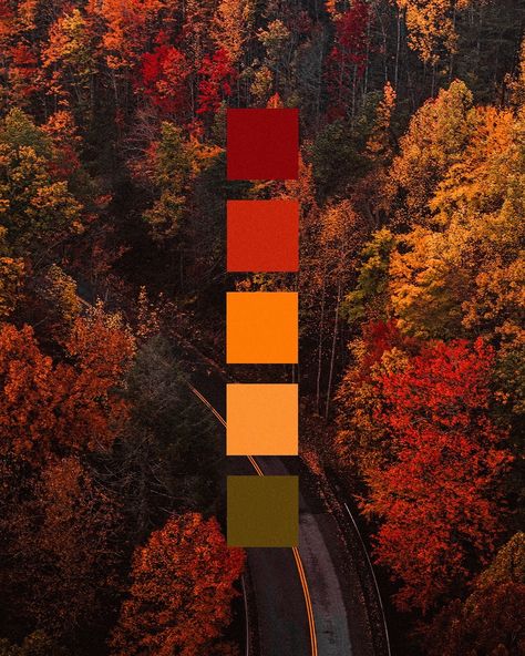 Perfect time to look back at these cute fall aesthetic color palettes 🧡🤎 Fall Theme Color Palette, Fall Forest Color Palette, Seasonal Color Pallete, Autumnal Color Palette, Vintage Halloween Color Palette, Warm Color Pallet, Golden Yellow Color Palette, Living Room Color Combinations Ideas, Spooky Color Palette