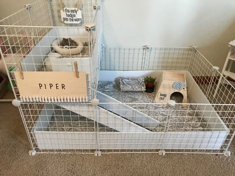 Hedge Hog Cage Ideas, Heghogs Cage, Aesthetic Hedgehog Cage, Guinea Pig Aesthetic Cage, Pet Hedgehog Cage, Pet Cage Ideas, Guinea Pig Play Area, Hedgehog Setup, Pygmy Hedgehog Cage