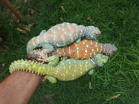 Draco Lizard, Nile Monitor, Uromastyx Lizard, Reptile Expo, Leopard Gecko Morphs, Sulcata Tortoise, Cute Lizard, Cute Reptiles, Reptile Snakes