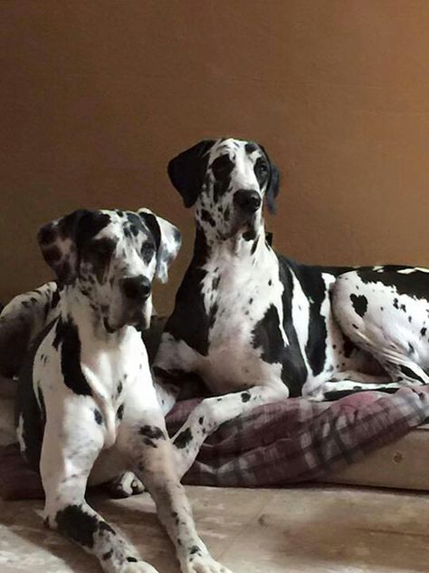 #great #dane Two Great Danes, Merle Great Danes, Hound Dog Breeds, Dane Puppies, Great Danes, Great Dane Puppy, Dane Dog, Giant Dogs, Real Dog