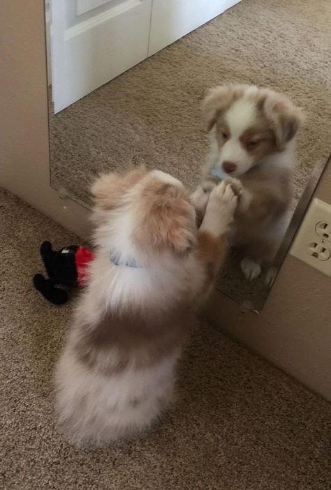 Australian Puppies, Miniature Australian Shepherd Puppies, Miniature Australian Shepherd, Australian Shepherd Puppy, Aussie Puppies, Australian Shepherd Puppies, Aussie Dogs, Cute Animals Puppies, Very Cute Dogs