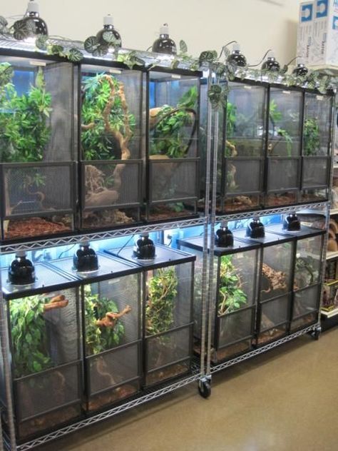 Reptile Rack, Chameleon Enclosure, Reptile Store, Reptile Shop, Snake Enclosure, Pet Store Ideas, Enclosure Ideas, Pet Bird Cage, Reptile House