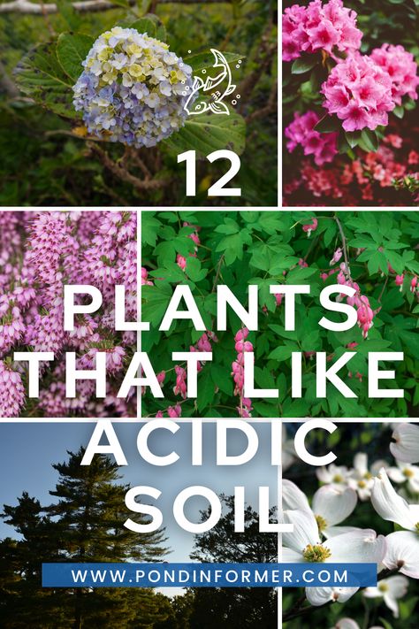 Discover a diverse selection of plants that flourish in acidic soil conditions! Whether you're landscaping a garden or revamping your landscape, these acid-loving plants are sure to add beauty and charm to your outdoor space. #AcidicSoilPlants #GardeningTips #LandscapeDesign Acid Loving Plants List, Acidic Soil, Bigleaf Hydrangea, Seed Dispersal, Acid Loving Plants, Best Plants, Sandy Soil, Woodland Garden, Plant List