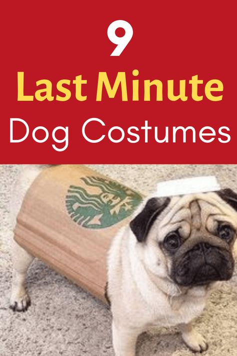 9 Best Last Minute & DIY Dog Halloween Costumes | SO Easy! Easy Pet Costumes, Diy Pet Costumes Dogs, Diy Dog Halloween Costumes, Diy Dog Costumes For Halloween, Dog Costumes Halloween Large, Dog Costumes For Halloween, Diy Pet Costumes, Halloween Dog Costume, Small Dog Costumes