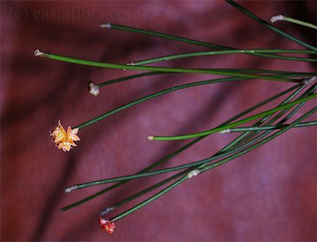 Hoya Spartioides, Hoya Flowers, Tropical Houseplants, Rare Hoya, Indoor Jungle, Plant Pictures, Daylilies, Plant Roots, Private Garden