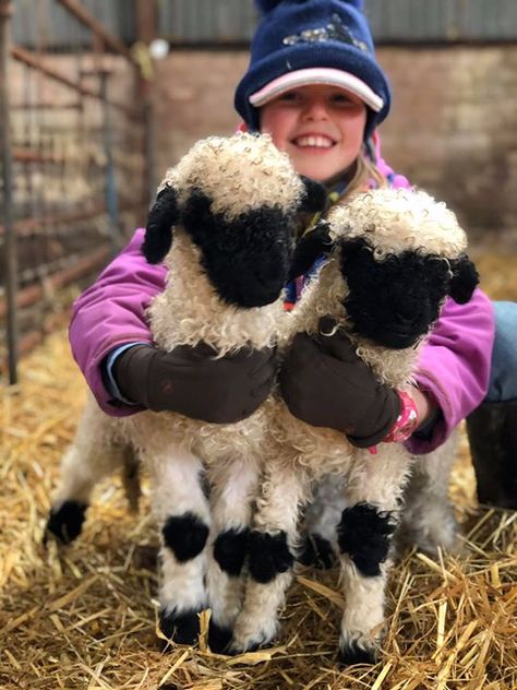 Valois Blacknose Sheep, Backyard Sheep, Valais Sheep, Sheep Pictures, Mini Sheep, Babydoll Sheep, Blacknose Sheep, Valais Blacknose, Valais Blacknose Sheep