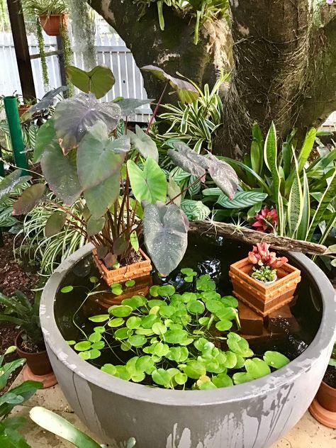 Pond Pot, Pot Pond, Green Wall Garden, Water Plants Indoor, Small Water Gardens, Ponds For Small Gardens, Mini Pond, Fish Pond Gardens, Container Water Gardens