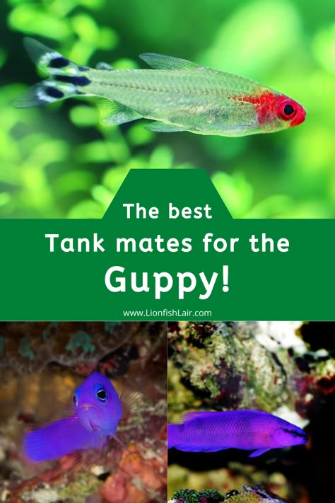 Colorful Fresh Water Fish, Tropical Freshwater Fish Aquarium, Freshwater Community Tank, Small Tropical Fish Tank, Guppy Tank Mates, Guppies Fish Tank, Guppy Fish Care, Guppy Aquarium Ideas, Community Fish Tank Freshwater