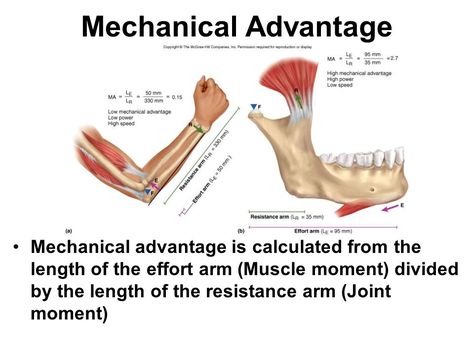 Mechanical Advantage Physics Cheat Sheet, Mechanical Advantage, Mechanical Power, Arm Muscles, The Resistance, Cheat Sheet, Education Quotes, Anatomy, Physics