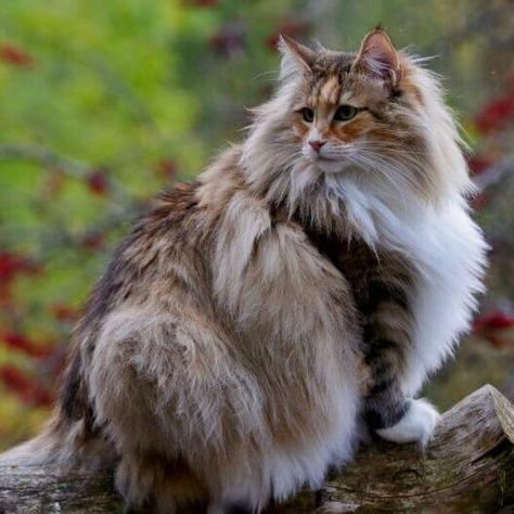 Norwegian Forest Cat Breed Information | Purina Norwegian Forest Kittens, Cat Therian, Cat Proofing, Long Haired Cats, Kinds Of Cats, Norwegian Forest, Siberian Cat, Gorgeous Cats, Forest Cat