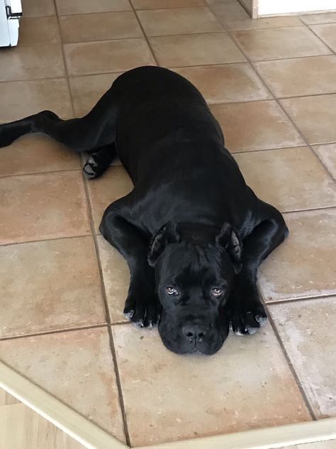 Black Cane Corso, Cane Corso Puppy, Pitbull Dog Puppy, Black Pitbull, Cane Corsos, Angry Dog, Cane Corso Puppies, Cute Small Dogs, Dane Puppies