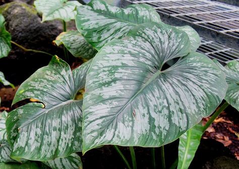 Philodendron Mamei Silver, Silver Plants, Philodendron Mamei, Wishlist Plants, Easy To Grow Houseplants, Silver Plant, Alocasia Plant, Plant Wishlist, Plant Projects