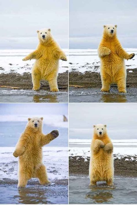 See a picture of a polar bear dancing in today's Afternoon "Aww." Happy Dance Meme, Love Bear, Happy Dance, Polar Bears, Sweet Animals, Animal Photo, 귀여운 동물, Animals Friends, Fall Crafts