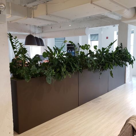 According to research by the University of Exeter, employee productivity jumps 15% when previously "lean" work environments are filled with just a handful of houseplants. Adding just one plant per square meter even improves memory retention and helped employees score higher on basic tests. Plants In The Office, Indoor Planter Box, Commercial Planters, Desk Plants, Custom Planters, Office Lobby, Pots And Planters, No Strings Attached, Interior Plants