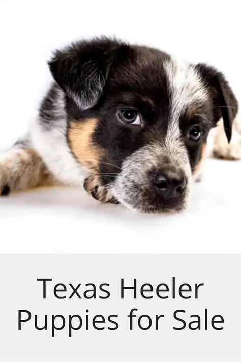 Texas Heeler Puppy, Texas Heeler, Heeler Puppy, Rehome Dog, Heeler Puppies, Red Heeler, Getting A Puppy, Companion Dog, By Plane