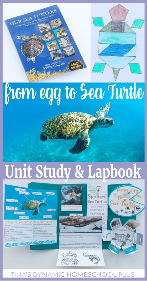 Nature Unit Study, Sea Turtle Life Cycle, Sea Turtle Facts, Turtle Life Cycle, Turtle Activities, Cool Science Fair Projects, Unit Studies Homeschool, Ocean Unit, Science Activity