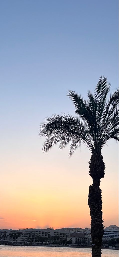 Palm tree with sunset colors orange and blue sky Ios 16 Summer, Golden Hour Wallpaper, Ios 16 Wallpaper, Wallpaper For Iphone, Ios 16, Ios Wallpapers, Summer Wallpaper, Hd Photos, Golden Hour