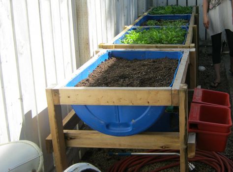 I first saw these raised beds on an intensive gardening tour and thought they were a great way of container gardening at a height that’s easy on the back plus they give you storage below and you can easily add a trellis anywhere you need it. They were made from upcycled 55 gal. drum which … Greenhouse Cover, Hantverk Diy, 55 Gallon Drum, Building A Raised Garden, Diy Raised Garden, Raised Garden Beds Diy, 55 Gallon, Raised Planter, Covered Garden