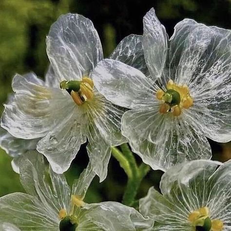 SLOW ROADS on Instagram: "Mountain leaves, ✨ Sankayou (flower turns transparent when wet) Japan, Courtesy of @midori_mountains #slowroads" Diphylleia Grayi, Skeleton Flowers, Wet Flowers, Skeleton Flower, Theme Nature, Transparent Flowers, Flower Meanings, Nothing But Flowers, Flower Therapy