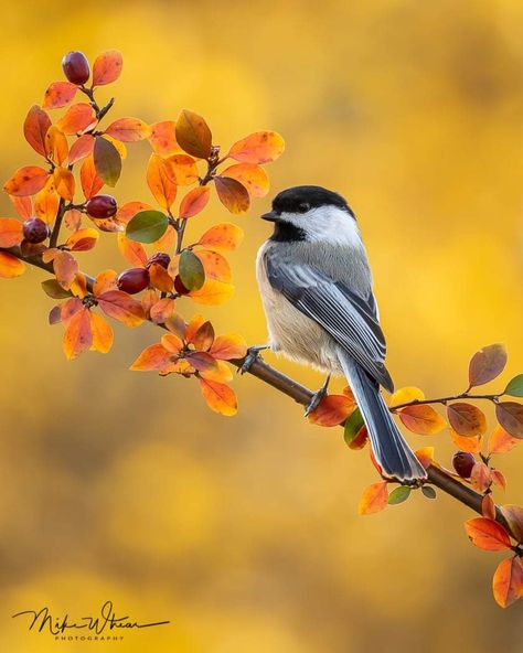 Chickadee Illustration, Chickadee Drawing, Chickadee Tattoo, Bird Painting Acrylic, Chickadee Bird, Black Capped Chickadee, Animal Portraits Art, Autumn Scenes, Fall Watercolor