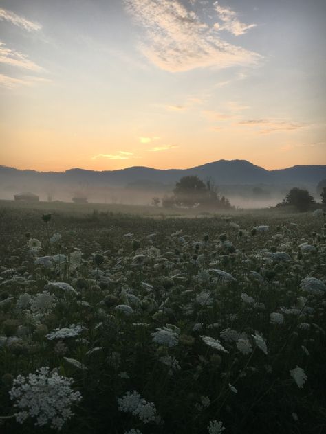 Foggy Flower Field Aesthetic, Foggy Flower Field, Open Field Aesthetic, Foggy Flowers, Pluto Projector, Misty Field, Ella Toone, Foggy Sunrise, Field Aesthetic