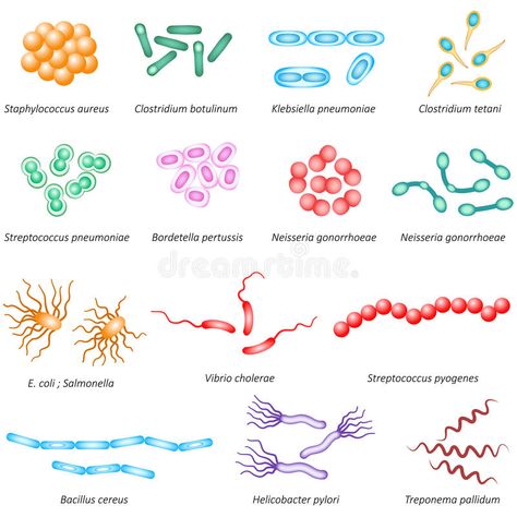 Illustration about Illustration of common bacteria types that effect human health. Illustration of ecoli, medical, bacteria - 66699048 Bacteria Illustration, Bacteria Types, Types Of Bacteria, Microbiology Study, Streptococcus Pneumoniae, Microbiology Lab, Gram Negative Bacteria, Nurse Inspiration, Biology Art